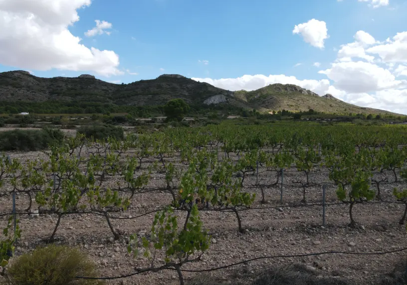 Las Vistas Yecla